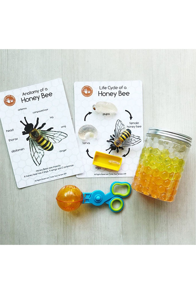 Honey Bee Life Cycle Learning Kit, Kids Toys