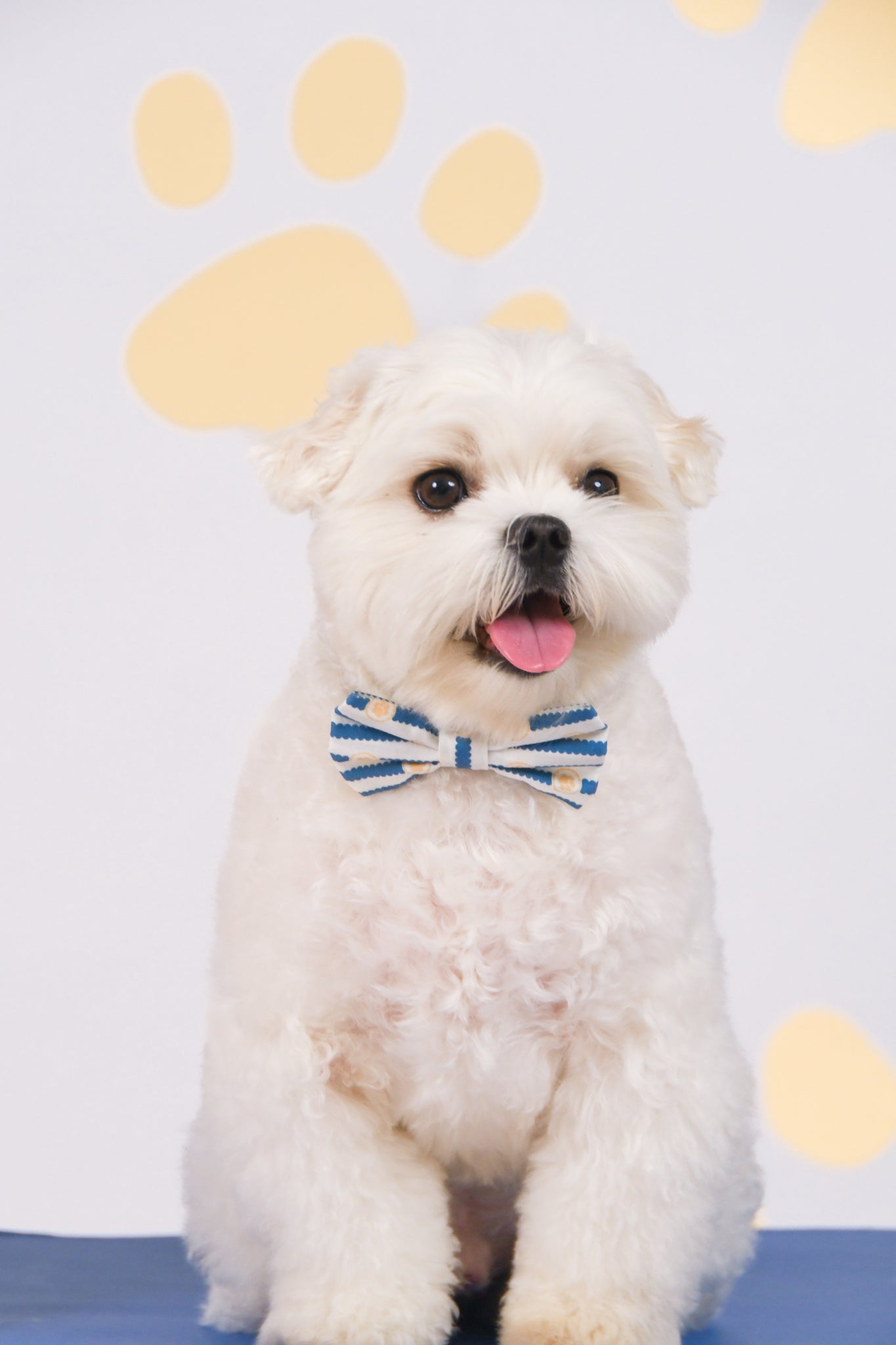 Pet Bow-Tie - Paw Stripes | The Elly Store