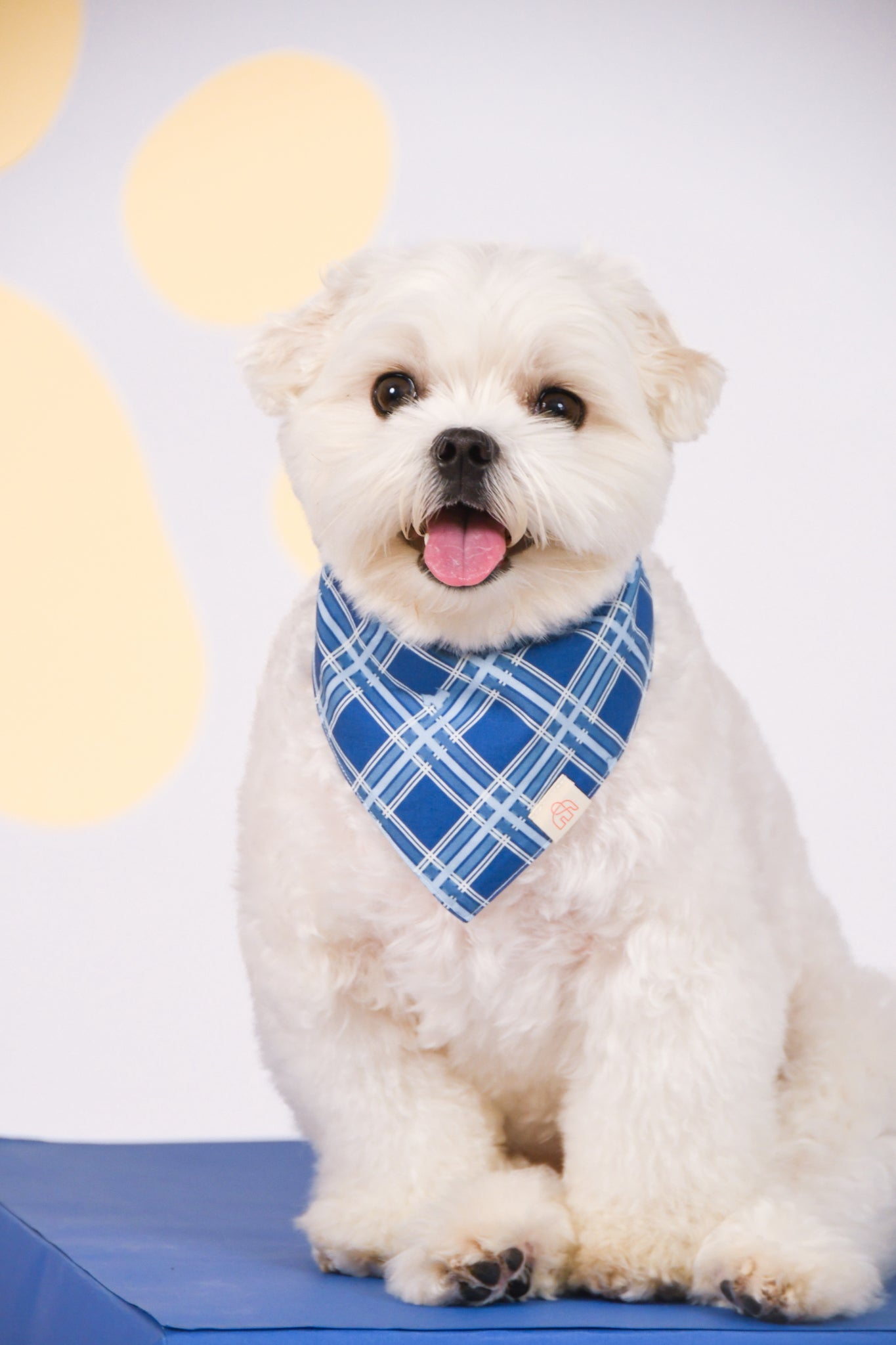 Pet Bandana - Navy Terrier Plaids / Paw Stripes | The Elly Store