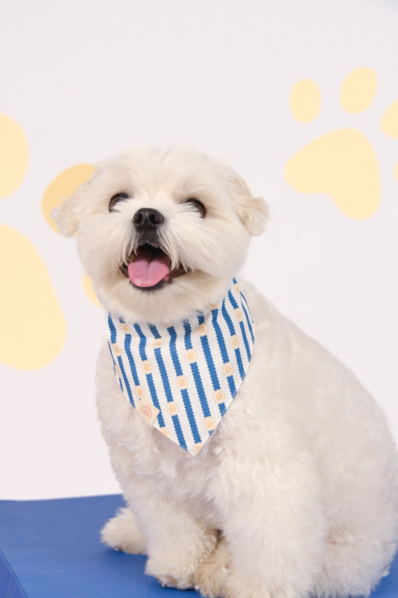 Pet Bandana - Navy Terrier Plaids / Paw Stripes | The Elly Store